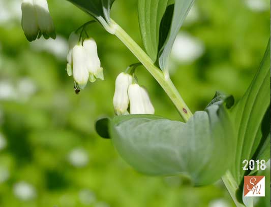 Garten-Träume 18, Copyright Sylvia Wentzlau