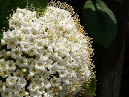 Garten-Träume 4, Copyright Sylvia Wentzlau