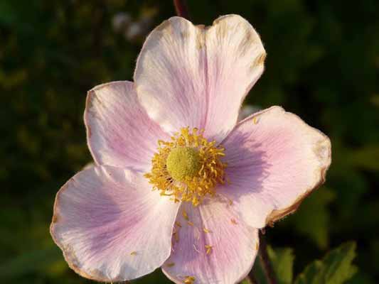 Garten-Träume 15, Copyright Sylvia Wentzlau