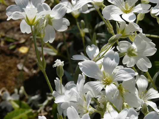 Garten-Träume 14, Copyright Sylvia Wentzlau