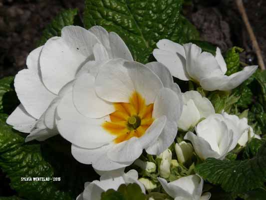 Garten-Träume 10, Copyright Sylvia Wentzlau