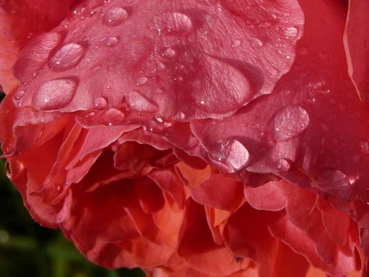 Garten-Träume 3, Copyright Sylvia Wentzlau