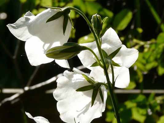 Garten-Träume 6, Copyright Sylvia Wentzlau