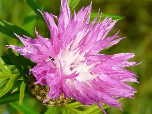 Garten-Träume 9, Copyright Sylvia Wentzlau