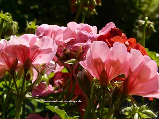 Garten-Träume 17, Copyright Sylvia Wentzlau