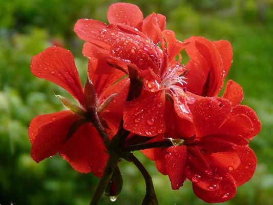 Garten-Träume 5, Copyright Sylvia Wentzlau