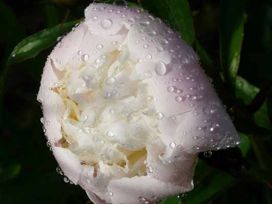 Garten-Träume 2, Copyright Sylvia Wentzlau