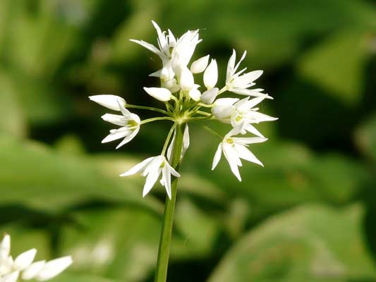 Garten-Träume 12, Copyright Sylvia Wentzlau