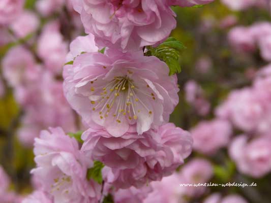 Garten-Träume 1, Copyright Sylvia Wentzlau
