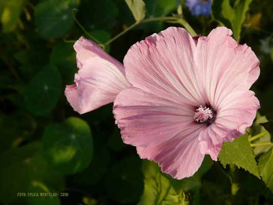 Garten-Träume 11, Copyright Sylvia Wentzlau