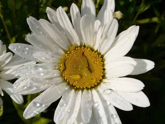 Garten-Träume 8, Copyright Sylvia Wentzlau