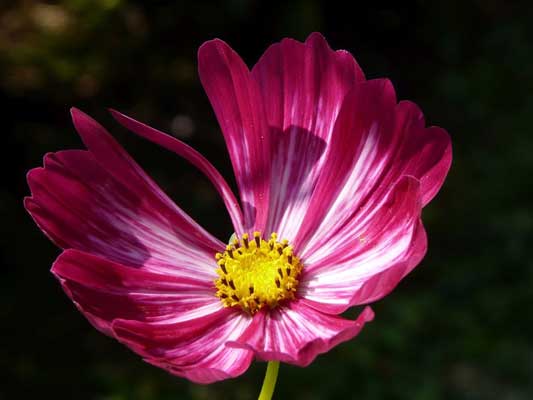 Garten-Träume 7, Copyright Sylvia Wentzlau