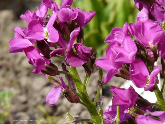 Garten-Träume 13, Copyright Sylvia Wentzlau