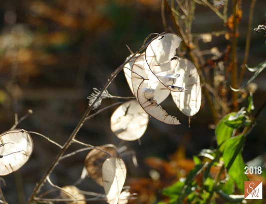 Garten-Träume 19, Copyright Sylvia Wentzlau