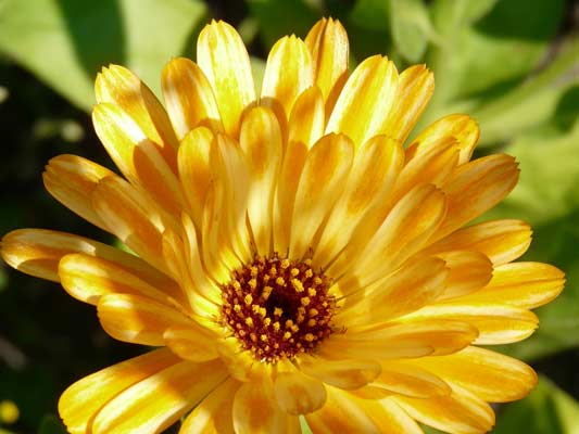 Garten-Träume 27, Copyright Sylvia Wentzlau