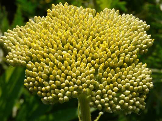 Garten-Träume 28, Copyright Sylvia Wentzlau