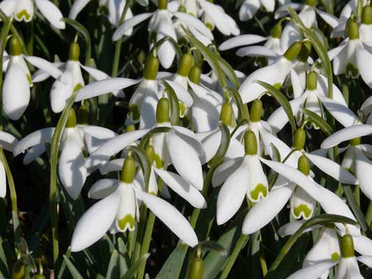 Garten-Träume 26, Copyright Sylvia Wentzlau