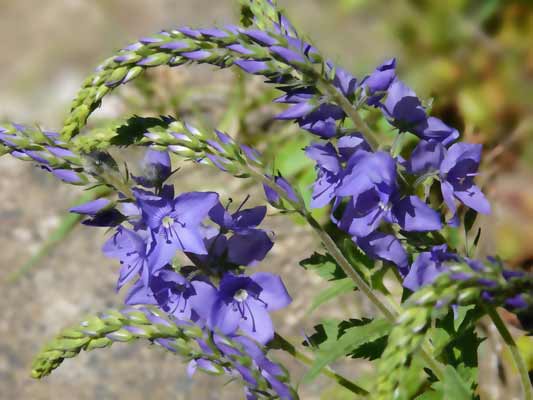 Garten-Träume 29, Copyright Sylvia Wentzlau
