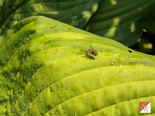 Garten-Träume 30, Copyright Sylvia Wentzlau