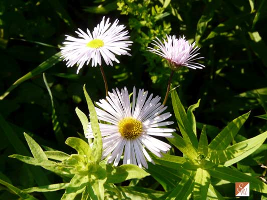 Garten-Träume 16, Copyright Sylvia Wentzlau