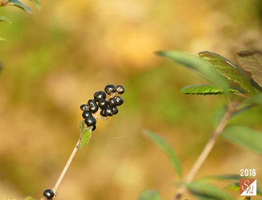 Garten-Träume 20, Copyright Sylvia Wentzlau
