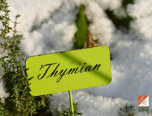 Garten-Träume 24, Copyright Sylvia Wentzlau