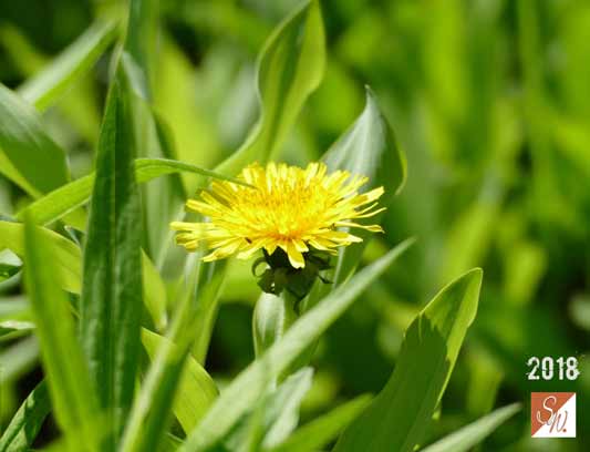 Garten-Träume 21, Copyright Sylvia Wentzlau