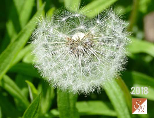 Garten-Träume 22, Copyright Sylvia Wentzlau