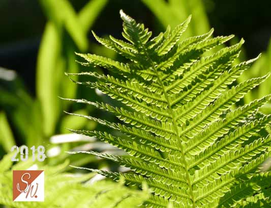 Garten-Träume 23, Copyright Sylvia Wentzlau