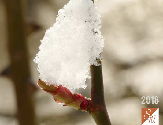 Garten-Träume 25, Copyright Sylvia Wentzlau