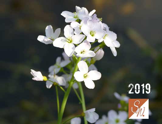 Garten-Träume 31, Copyright Sylvia Wentzlau