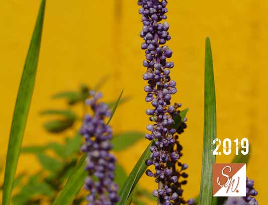 Garten-Träume 32, Copyright Sylvia Wentzlau