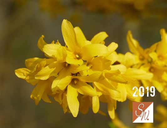 Garten-Träume 33, Copyright Sylvia Wentzlau