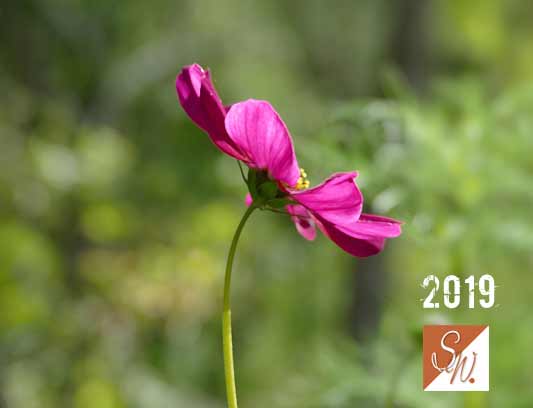 Garten-Träume 34, Copyright Sylvia Wentzlau