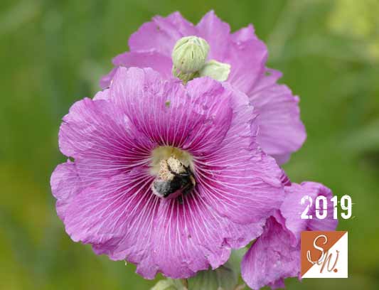 Blüten und Insekten 26, © Foto: Sylvia Wentzlau