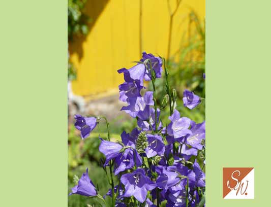 Blüten und Insekten 4, © Foto: Sylvia Wentzlau