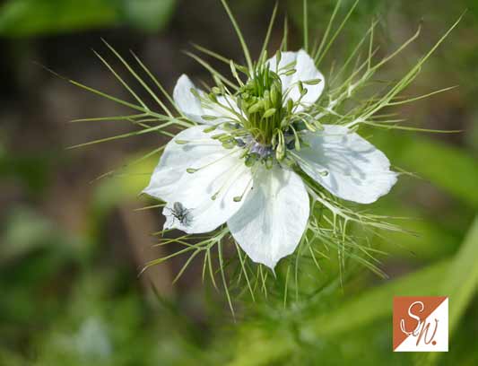 Blüten und Insekten 3, © Foto: Sylvia Wentzlau