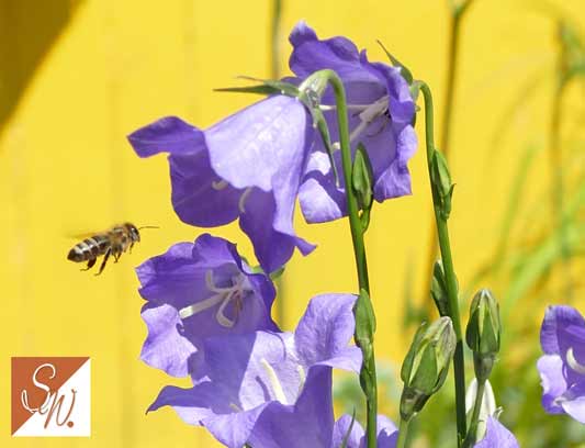 Blüten und Insekten 5, © Foto: Sylvia Wentzlau