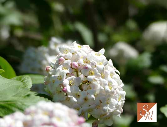Blüten und Insekten 6, © Foto: Sylvia Wentzlau