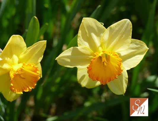 Blüten und Insekten 7, © Foto: Sylvia Wentzlau