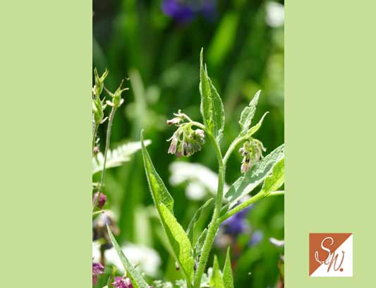 Blüten und Insekten 8, © Foto: Sylvia Wentzlau