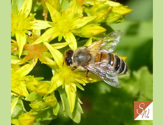 Blüten und Insekten 9, © Foto: Sylvia Wentzlau