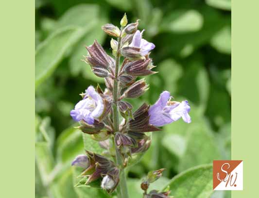 Blüten und Insekten 10, © Foto: Sylvia Wentzlau