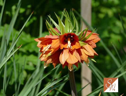 Blüten und Insekten 11, © Foto: Sylvia Wentzlau