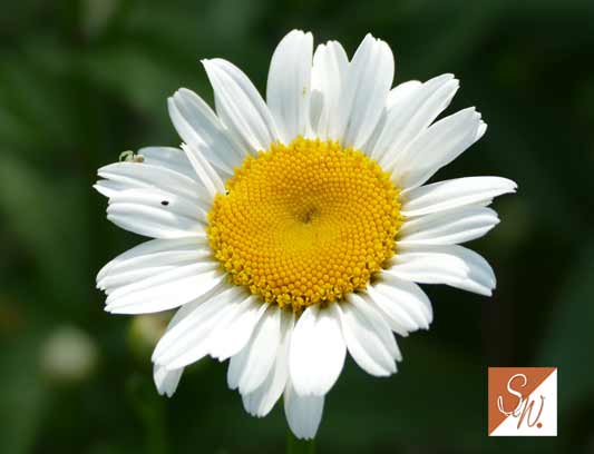Blüten und Insekten 12, © Foto: Sylvia Wentzlau