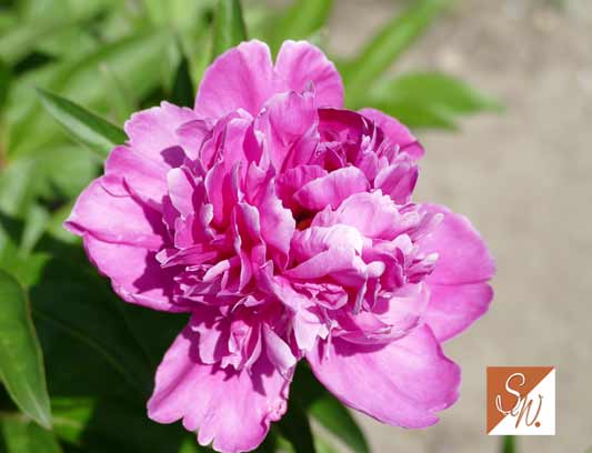 Blüten und Insekten 13, © Foto: Sylvia Wentzlau