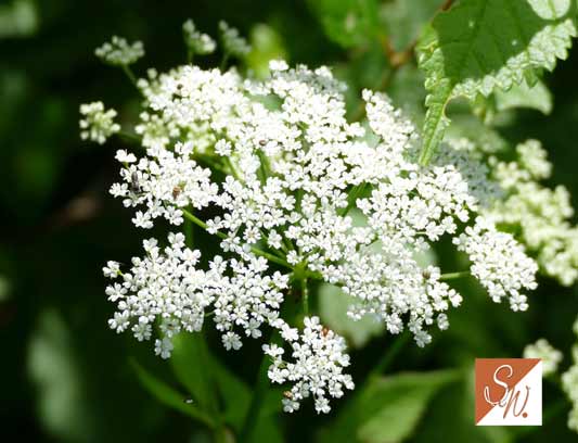 Blüten und Insekten 14, © Foto: Sylvia Wentzlau