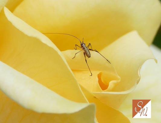 Blüten und Insekten 15, © Foto: Sylvia Wentzlau