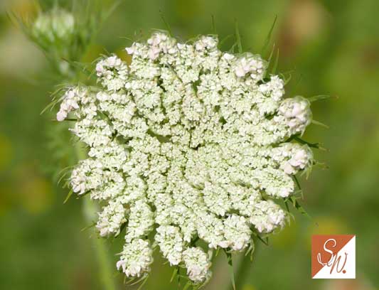 Blüten und Insekten 16, © Foto: Sylvia Wentzlau