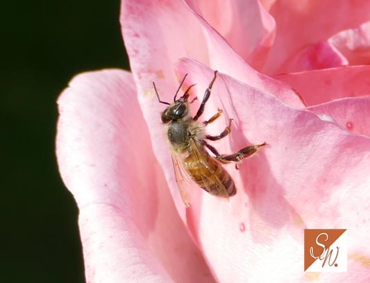 Blüten und Insekten 17, © Foto: Sylvia Wentzlau